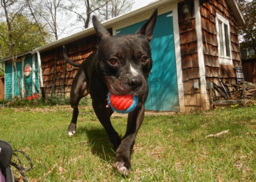 picture of the dog needing adoption