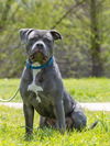 adoptable Dog in derwood, MD named AZUL