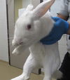 adoptable Rabbit in derwood, MD named *REGINA