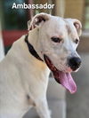adoptable Dog in  named *AMBASSADOR