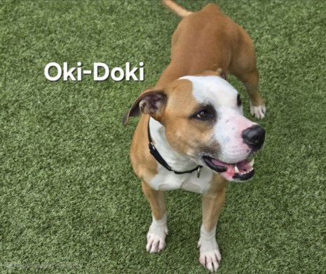 adoptable Dog in Derwood, MD named *OKI-DOKI