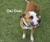 adoptable Dog in derwood, MD named *OKI-DOKI