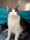 adoptable Cat in derwood, MD named CHESTER