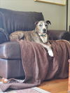 adoptable Dog in derwood, MD named *NETTA