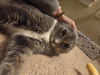 adoptable Cat in derwood, MD named THUNDER CAT