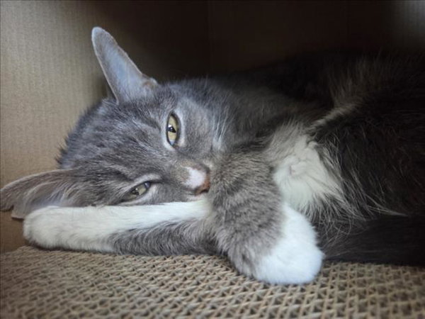 THUNDER CAT