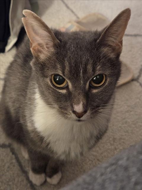 THUNDER CAT