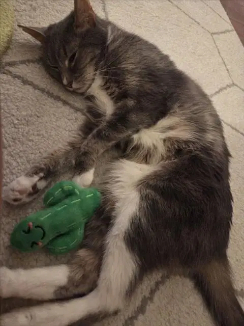 Thunder Cat - Domestic Short Hair