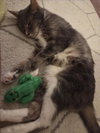 THUNDER CAT - Photo 1