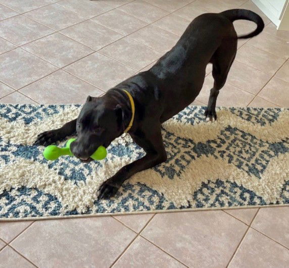 adoptable Dog in Derwood, MD named SMOKEY