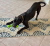 adoptable Dog in derwood, MD named SMOKEY