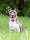 adoptable Dog in derwood, MD named DAWN