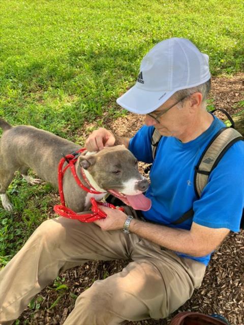 adoptable Dog in Derwood, MD named DAWN