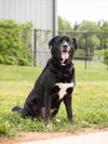 adoptable Dog in derwood, MD named DUKKAH