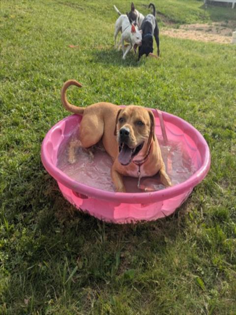 picture of the dog needing adoption