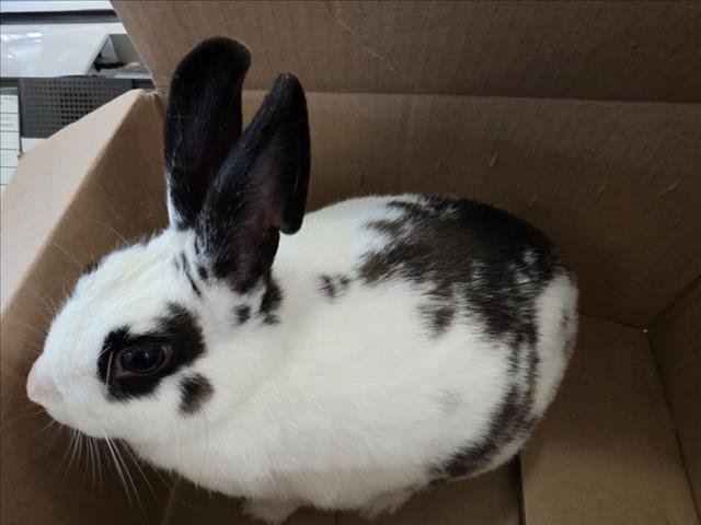 adoptable Rabbit in Derwood, MD named *CHESSIE