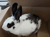 adoptable Rabbit in derwood, MD named *CHESSIE