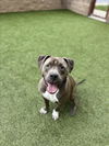 adoptable Dog in derwood, MD named *EEYORE