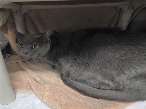 picture of the cat needing adoption