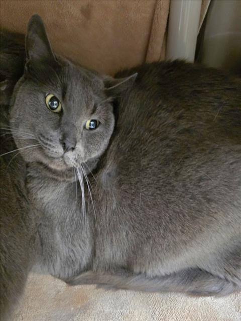 picture of the cat needing adoption