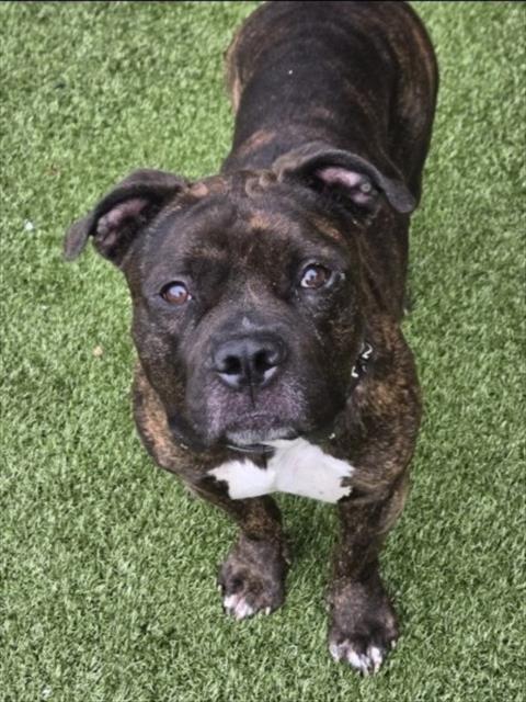 adoptable Dog in Derwood, MD named *JUPITER