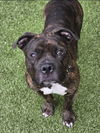 adoptable Dog in derwood, MD named *JUPITER