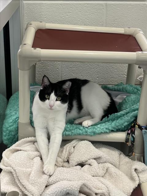 adoptable Cat in Derwood, MD named ANDY PANDA