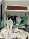adoptable Cat in derwood, MD named ANDY PANDA