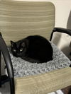 adoptable Cat in derwood, MD named MOCHA