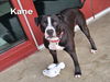 adoptable Dog in derwood, MD named KANE
