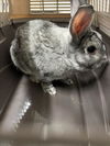 adoptable Rabbit in derwood, MD named *GRIGIO