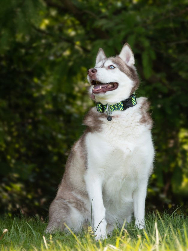 adoptable Dog in Derwood, MD named BALTO