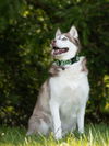 adoptable Dog in derwood, MD named BALTO