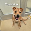 adoptable Dog in derwood, MD named TROUBADOUR