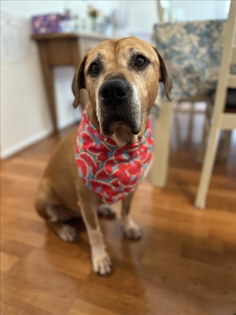adoptable Dog in Derwood, MD named TOBY
