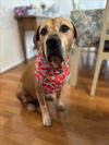 adoptable Dog in derwood, MD named TOBY