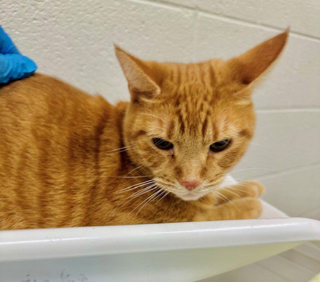 adoptable Cat in Derwood, MD named MANGO