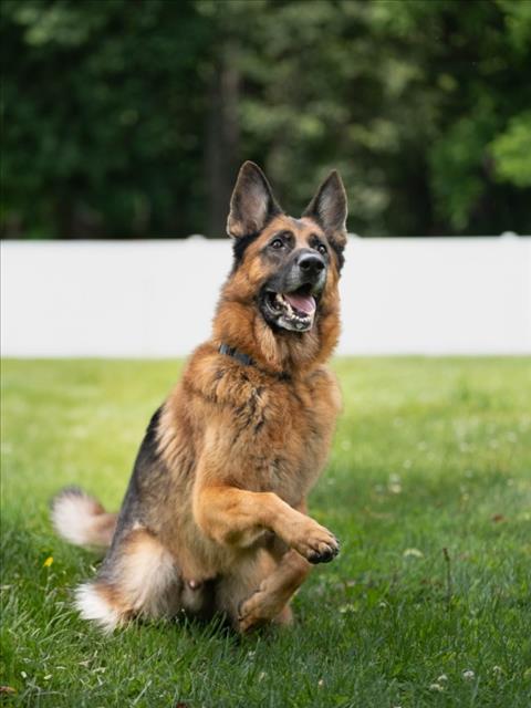 adoptable Dog in Derwood, MD named LOKI