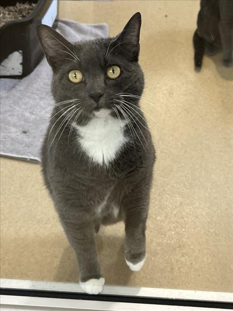 adoptable Cat in Derwood, MD named MILA