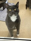 adoptable Cat in derwood, MD named MILA