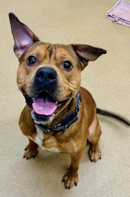 adoptable Dog in Derwood, MD named *STAMPEDE