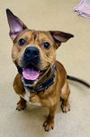adoptable Dog in derwood, MD named *STAMPEDE