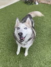 adoptable Dog in derwood, MD named KIMBER