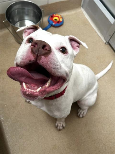 adoptable Dog in Derwood, MD named *ETON