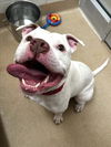 adoptable Dog in derwood, MD named *ETON