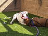 adoptable Dog in derwood, MD named *YUKI