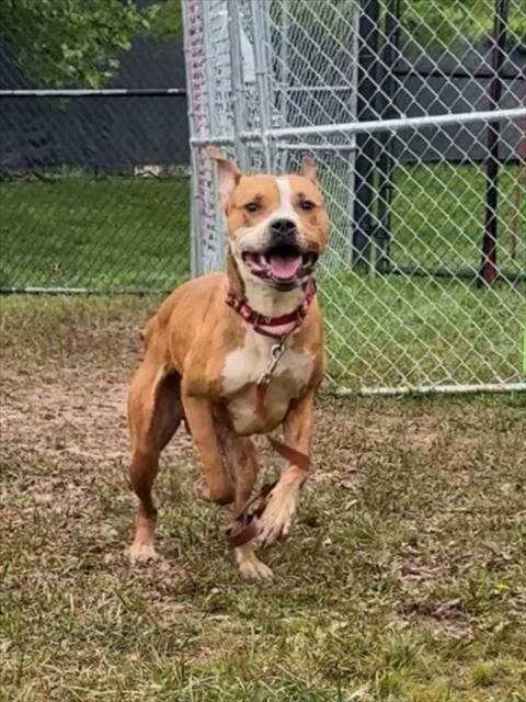 adoptable Dog in Derwood, MD named *DINO