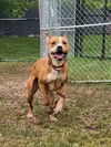 adoptable Dog in derwood, MD named *DINO