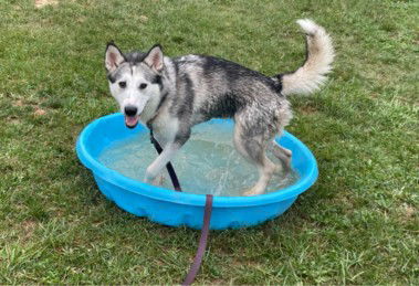 adoptable Dog in Derwood, MD named *BUFFY
