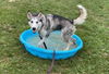 adoptable Dog in derwood, MD named *BUFFY